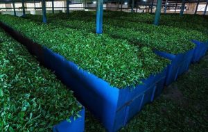 Tea export stands at 10,000 tons in 7 months