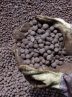 Iran exports iron ore pellet worth $513m in 7 months