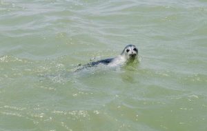 DOE implementing conservation action plan to save Caspian seal