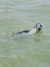 DOE implementing conservation action plan to save Caspian seal