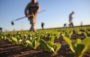 Iran to expand overseas farming to 2m hectares by 2029