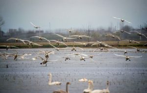 Lorestan wetlands hosting migratory birds