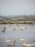 Lorestan wetlands hosting migratory birds