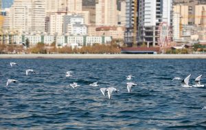 Migratory birds flocking to Tehran lake