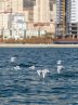 Migratory birds flocking to Tehran lake