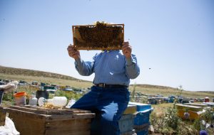 About 1,500 tons of honey produced annually in Ilam