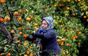 Farmers picking oranges in Savadkuh