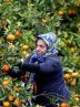 Farmers picking oranges in Savadkuh