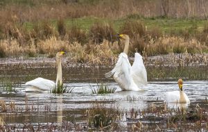 ‘Paradise of birds’ hosting migratory swans