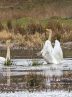 ‘Paradise of birds’ hosting migratory swans