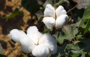 65,000 tons of cotton expected to be produced by late Mar. 2025