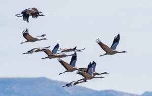 Cranes wintering at Bakhtegan Lake