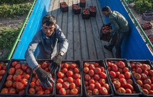 بلوای خیار و گوجه‌فرنگی در بازار؛ جهش ۸۰ درصدی قیمت گوجه در یک ماه