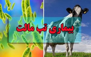 ابتلای 18000 نفر به تب مالت/بیماری افزایش چشمگیری نداشته است