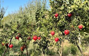 Pomegranate output increases 10,000 tons