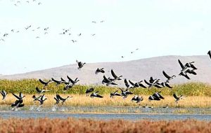 Mahabad wetland experiences boom in migratory bird numbers