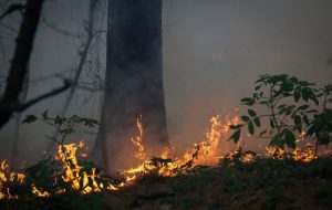 Combating wildfires necessitates stricter laws