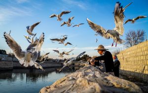 Siberian gulls wintering in Shiraz