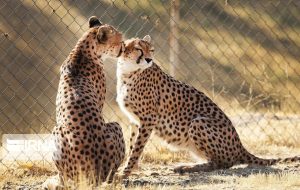 Don’t lose hope for cheetah’s survival