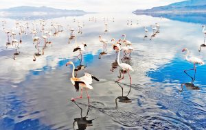 Maharloo Lake hosting flamingoes – Tehran Times