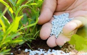 گزارش تسنیم نتیجه داد؛ توزیع 4200 تن کود فسفاته در مازندران گزارش تسنیم نتیجه داد؛ توزیع 4200 تن کود فسفاته در مازندران