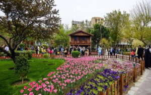 Blooming tulips brighten up Karaj
