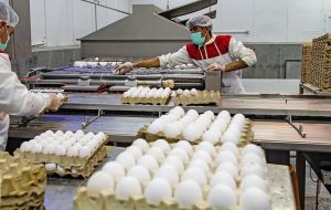 Over 159,000 tons of eggs exported in a year