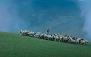 Iranian short film “Sheep” in 3 international festivals Iranian short film “Sheep” in 3 international festivals