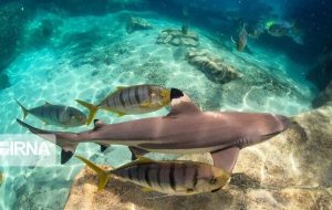 DOE developing action plan for conservation of sharks, rays DOE developing action plan for conservation of sharks, rays