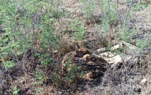 First yellow deer born in Karkheh this year First yellow deer born in Karkheh this year