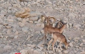 $100,000 miniature rams, Lar’s ecotourism attraction $100,000 miniature rams, Lar’s ecotourism attraction