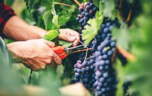 Annual agricultural exports surge 29% to $5.2b Annual agricultural exports surge 29% to $5.2b