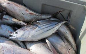 Iran’s annual fishery exports rise 17% to hit $372m