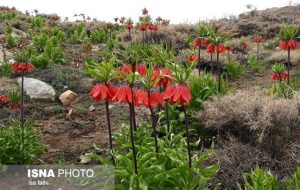 Inverted tulips blossom in Kohgiluyeh-Boyerahmad province Inverted tulips blossom in Kohgiluyeh-Boyerahmad province