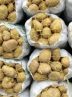 کاهش تدریجی قیمت سیبزمینی در بازار؛ ورود محمولههای جدید از جنوب کاهش تدریجی قیمت سیبزمینی در بازار؛ ورود محمولههای جدید از جنوب