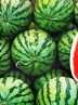 غلظت نیترات در هندوانه ایرانی کمتر از ۱۰ میلی گرم است