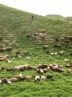 ثبت روز ملی مرتع در مراحل پایانی