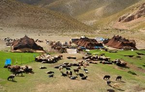 عبور از بحران خشکسالی با تامین آب و علوفه دامی مناطق عشایری