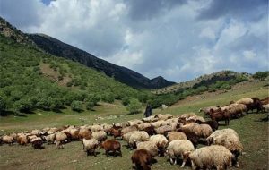 یک میلیون و 300 هزار دام غیرمجاز جان زاگرس را گرفته اند