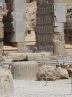 دستگیری قاچاقچیان در محدوده تخت جمشید دستگیری قاچاقچیان در محدوده تخت جمشید