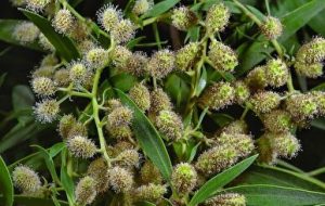 گیاهان مهاجم؛ دشمنان بی‌سر و صدای طبیعت ایران