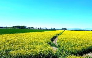 تسریع رشد، افزایش مقاومت و بهبود عملکرد گیاه کلزای ایرانی