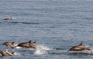 DOE, IFO boost ties to conserve aquatic resources DOE, IFO boost ties to conserve aquatic resources
