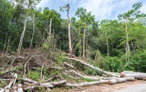 Habitat loss main cause of decline in species population: DOE official Habitat loss main cause of decline in species population: DOE official