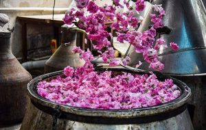 Rosewater distillation festival underway in Karaj Rosewater distillation festival underway in Karaj