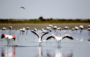 Discover Shurgol wetland: a sanctuary for birds, wildlife, and nature lovers Discover Shurgol wetland: a sanctuary for birds, wildlife, and nature lovers
