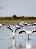 Discover Shurgol wetland: a sanctuary for birds, wildlife, and nature lovers