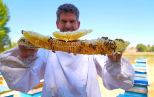 Annual honey exports rise 20% despite policy hurdles Annual honey exports rise 20% despite policy hurdles
