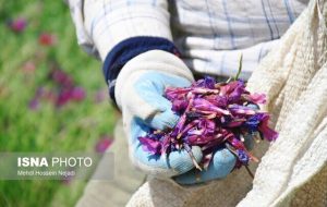 Heyran Tourism Village holds borage festival Heyran Tourism Village holds borage festival
