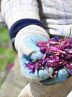 Heyran Tourism Village holds borage festival